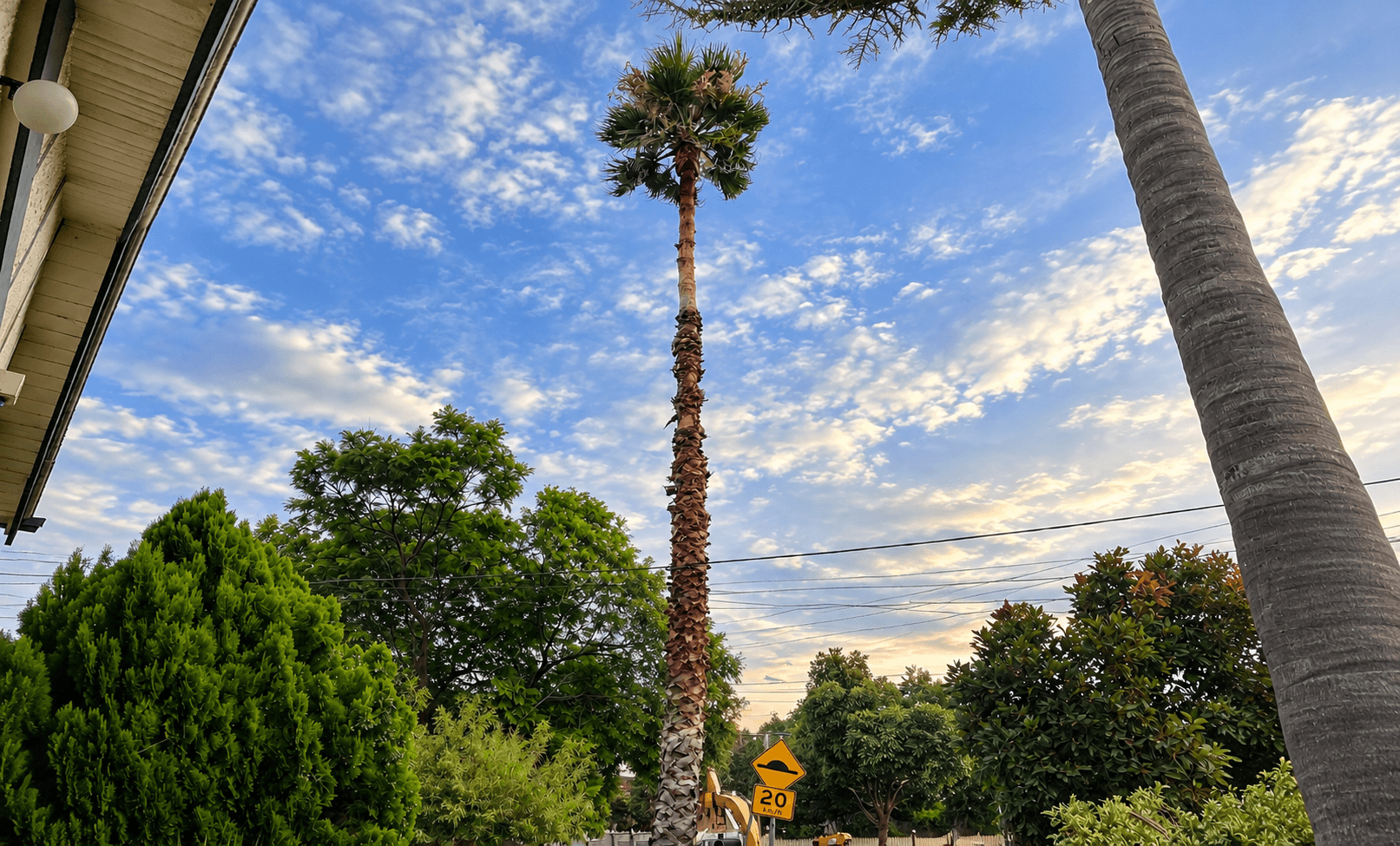 Palm Tree Removal