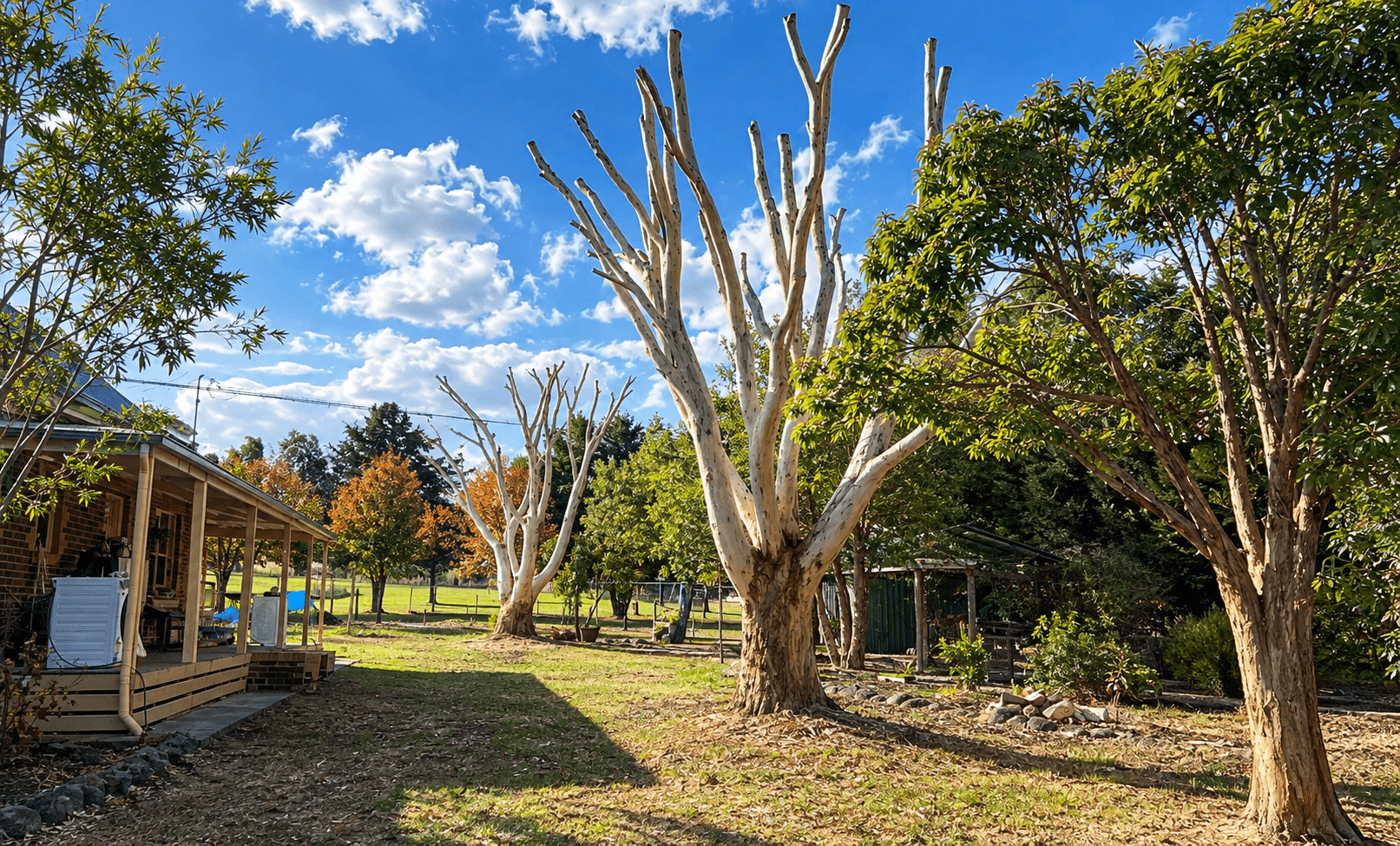 Tree Pruning & Lopping