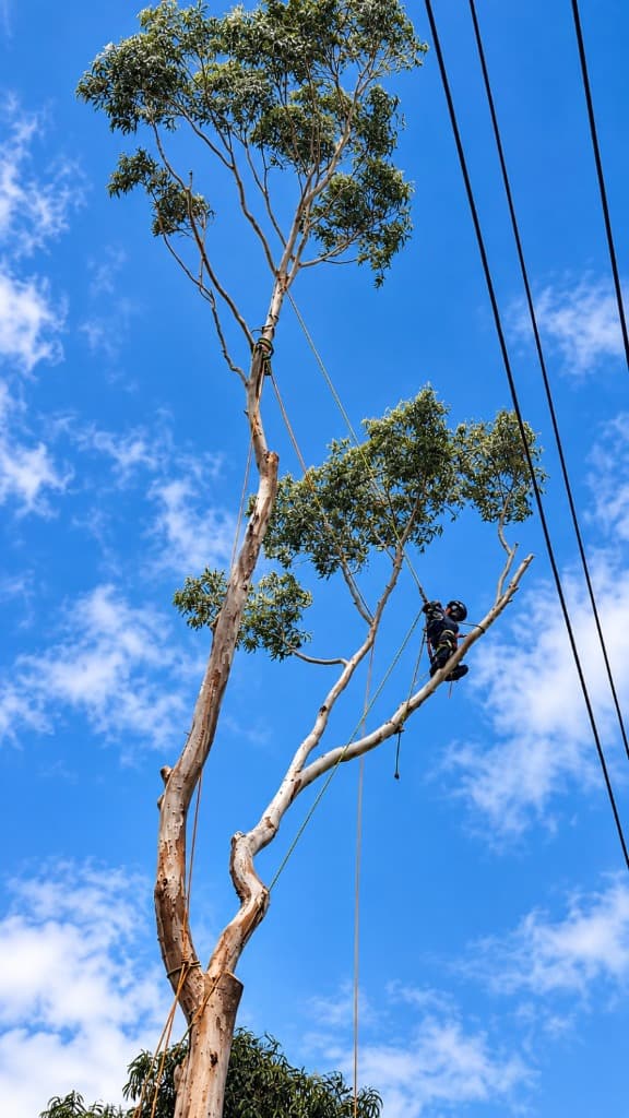 Certified arborist climbing and rigging tall eucalyptus for sectional removal in Townsville