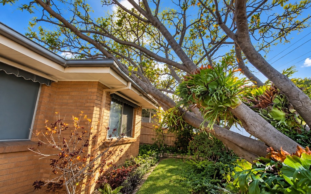 Emergency Tree Removal in Pinnacles