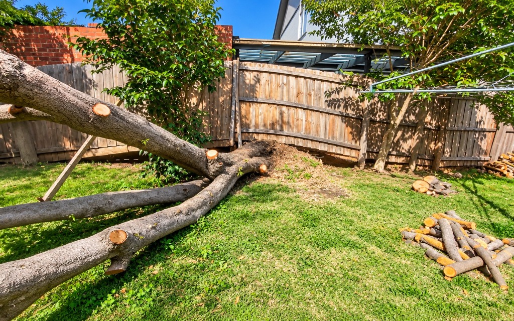 Professional Arborists in Pinnacles