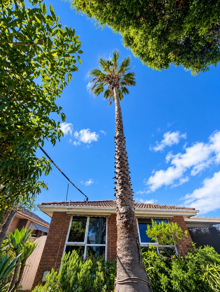 Professional Arborists in Pinnacles
