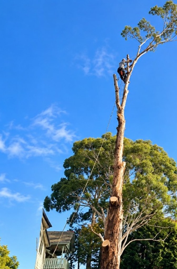 Professional Arborists in Kirwan